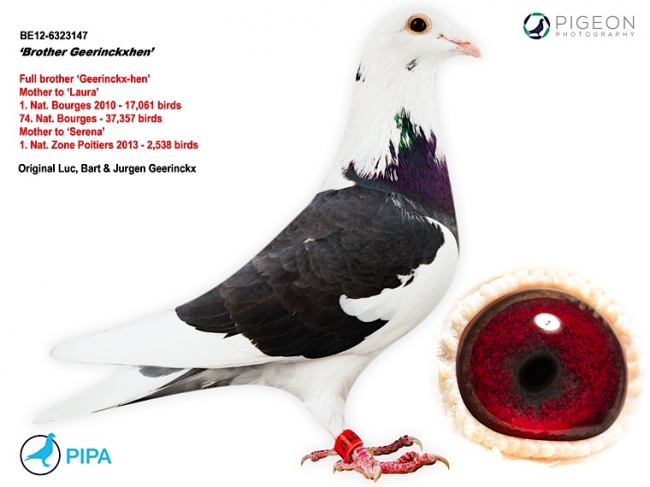 Frate “Geerinckxhen BE12-6323147
