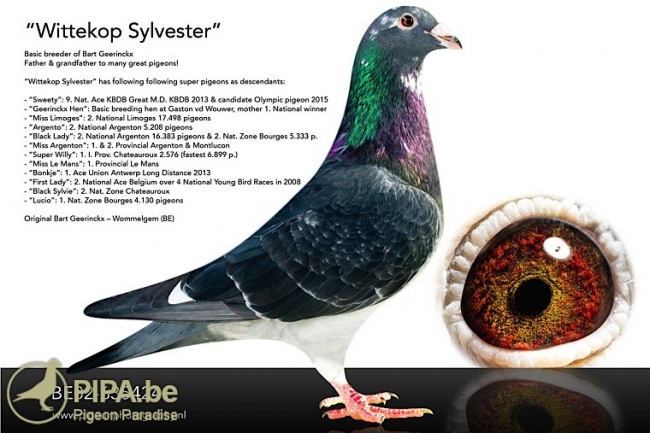 Belg 14 – 6303252 : Fiu/fiica “Wittekop Sylvester"
