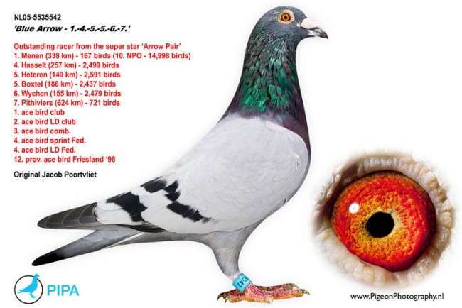 blue_arrow_poortvliet