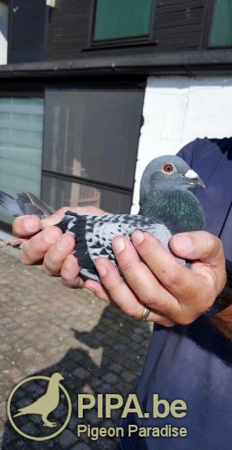 Playboy Gilbert (BE15-2015503)