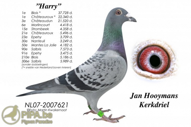 foto_3_07-621_harry_0