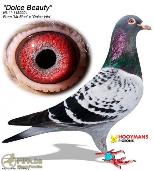 hooymans_-_dolce_beauty