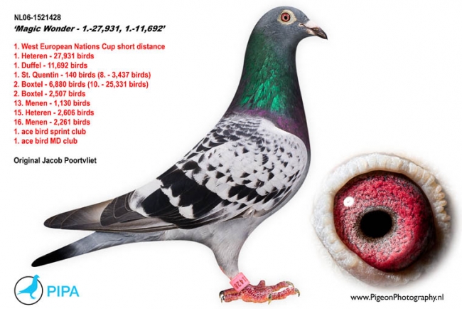 magic_wonder_jacob_poortvliet