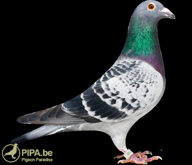 nl-2010-5011833_jerson