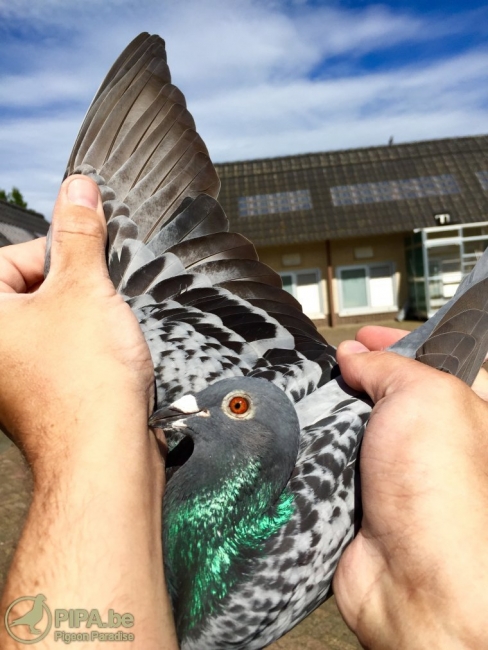 NL13-1395110 Alex, 2nd overall Argenton 2,916 p.