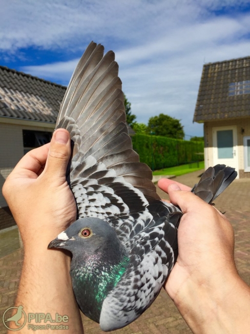 NL14-1209212 Marus, winner of the NU race from Argenton