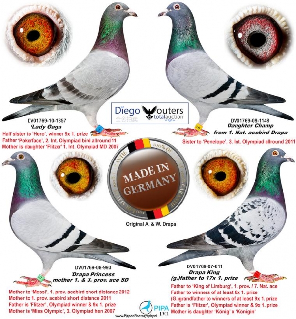 All of these pigeons were bred from Mr. Spaubeek x Superkweekster