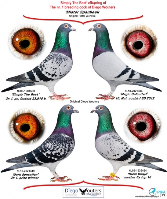 All of these pigeons were bred from Mr. Spaubeek x Superkweekster