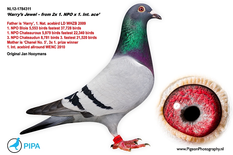 harrs_jewel_exclusief_foto